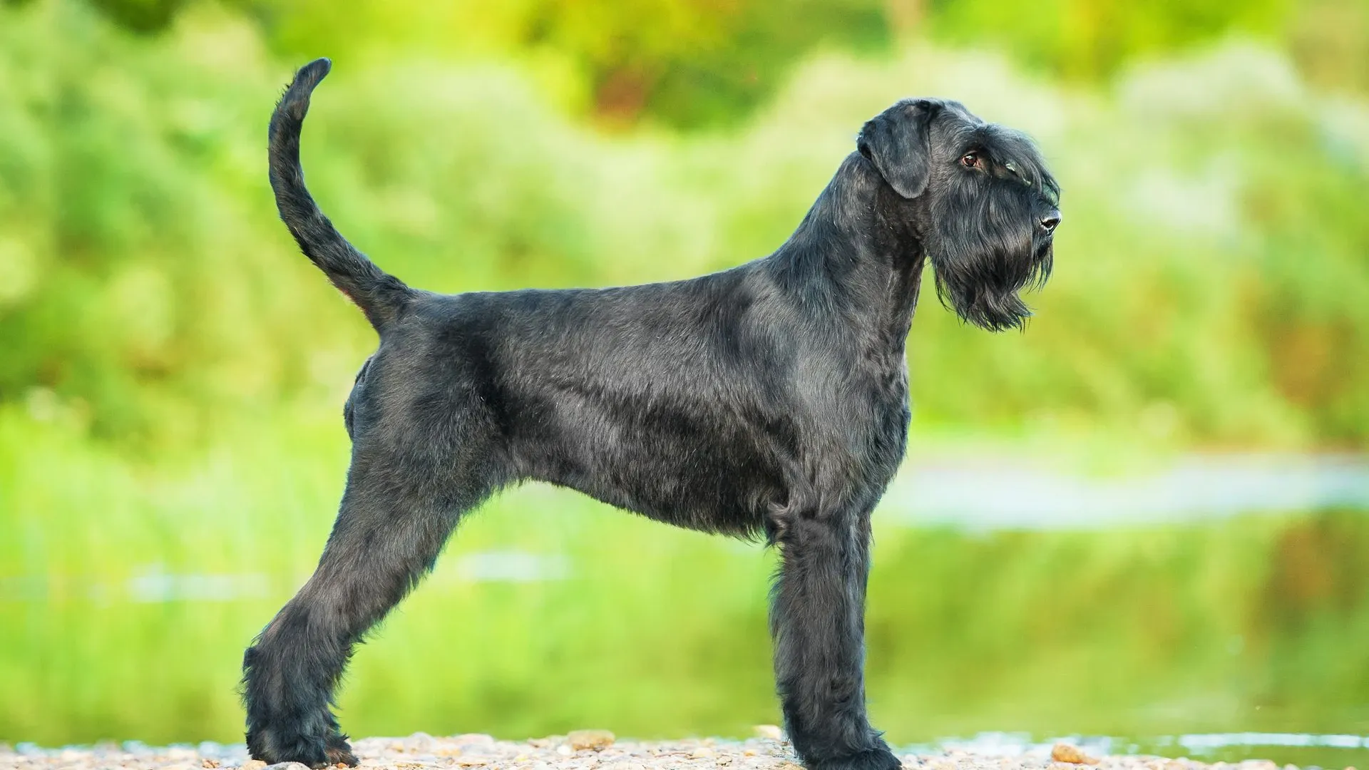 Giant Schnauzer